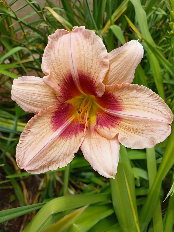 Hemerocallis Hibrido 1028