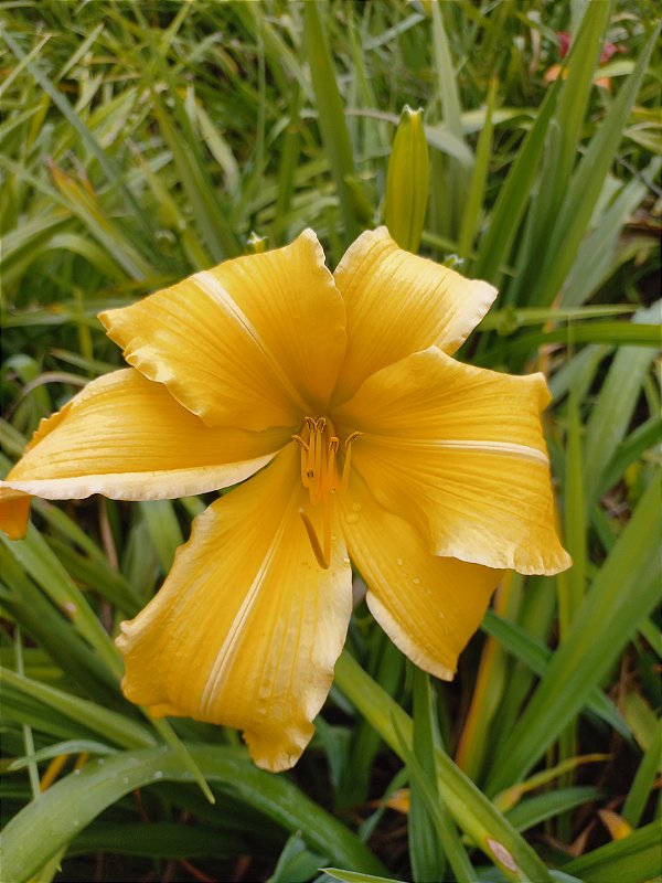 Hemerocallis Hibrido 1032