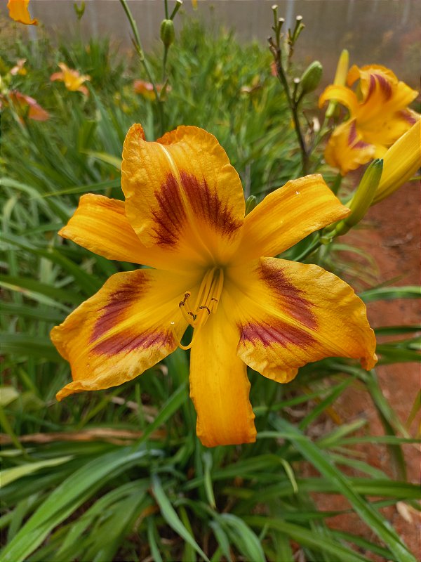 Hemerocallis Hibrido 1033