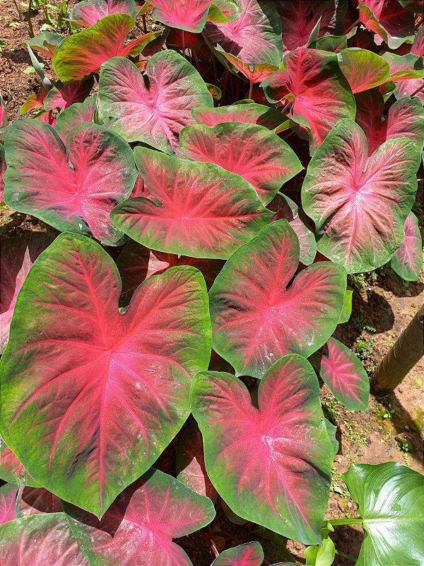 Caladium C5 bulbo pequeno