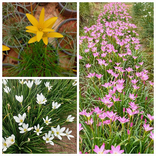 KIT LIRIO DO VENTO 1 AMARELO 2 ROSA E 3 BRANCO