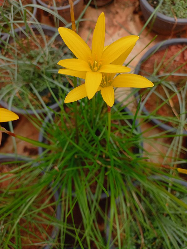 LIRIO DO VENTO AMARELO