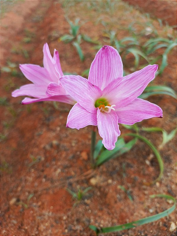 LIRIO DO VENTO ROSA GIGANTE COM 5 UNIDADES