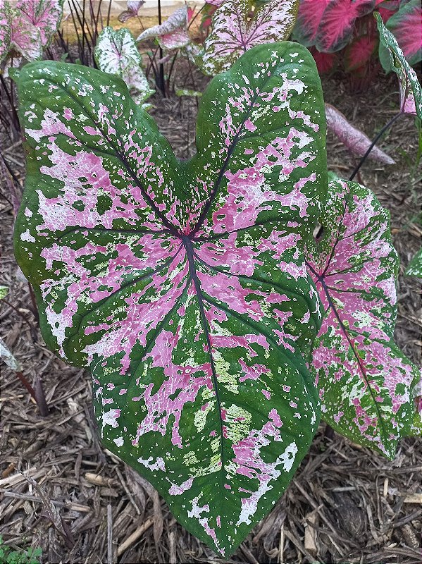 Caladium C6 bulbo pequeno