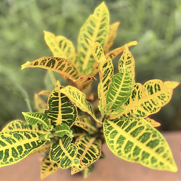 Croton Hibrido Petra Pote 17
