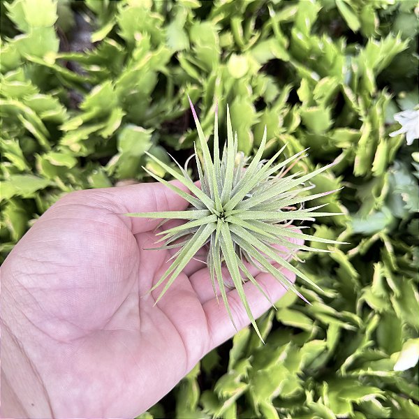 Mini Bromélia Tillandsia Verde (planta Do Ar)