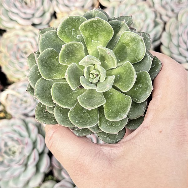 Echeveria Joan Daniel pote 11