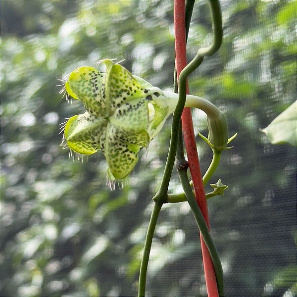 Ceropegia Sandersonii (planta Paraquedas) Cuia 21