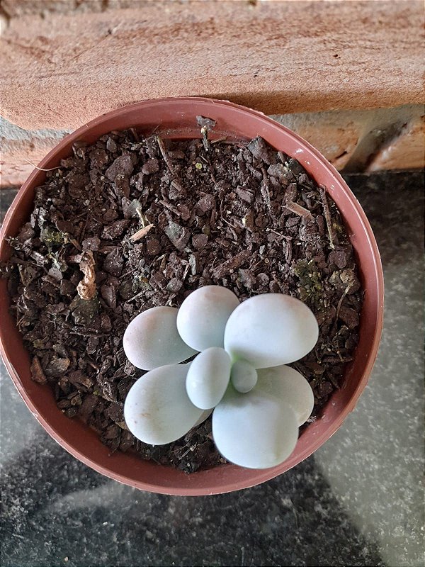 Pachyphytum Oviferum (Pedra da Lua) pote 9