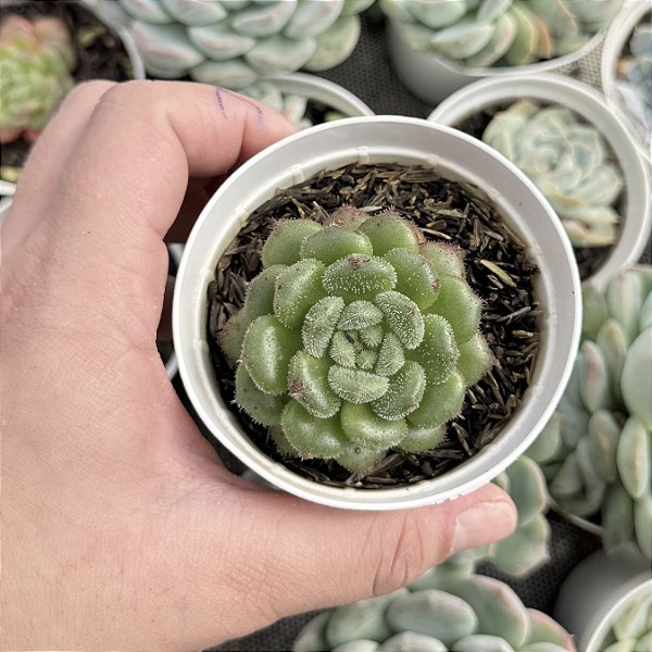 Echeveria Carol pote 9