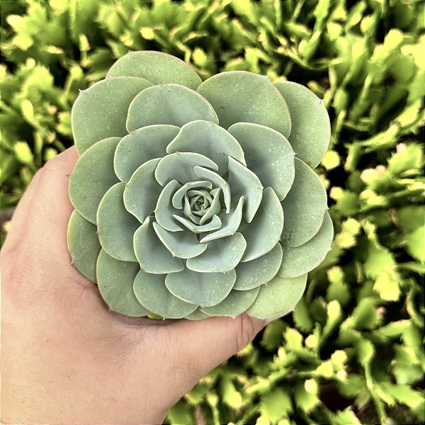Echeveria Atlantis Pote 11