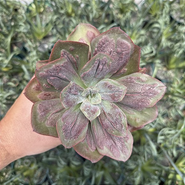 Echeveria Baron Bold Pote 11