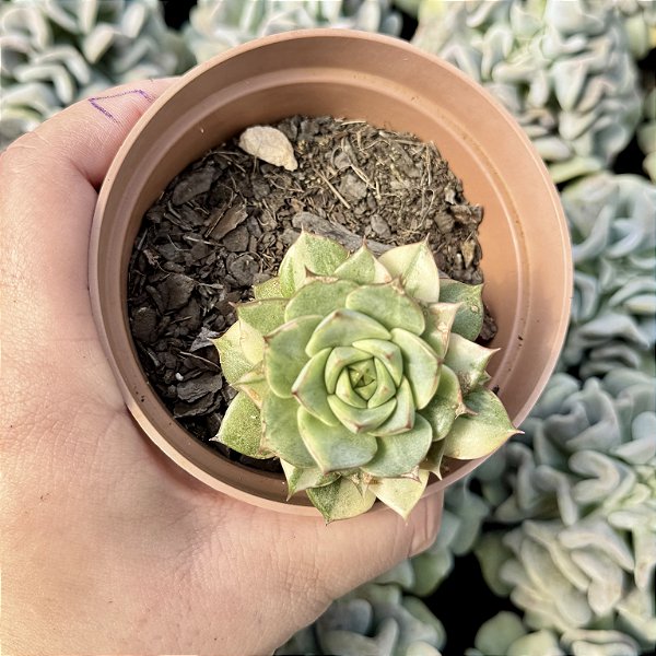 Echeveria Fabíola variegata pote 9