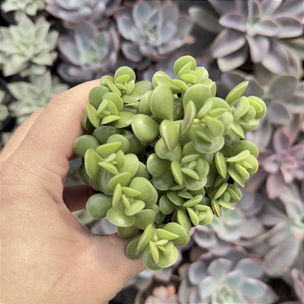 Adromischus Caryophyllaceus pote 9