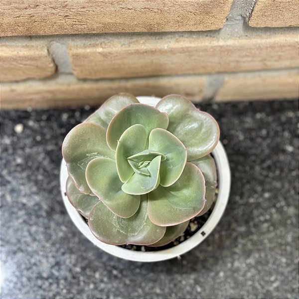 Echeveria Mandala Cuia 13