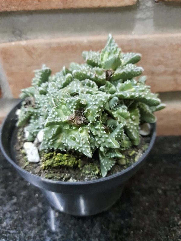 Faucaria Tigrina Pote 11