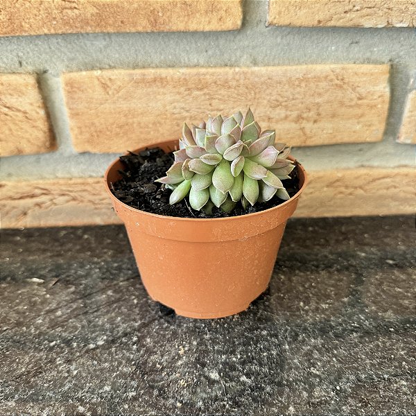 Echeveria Mina Cristata Pote 11