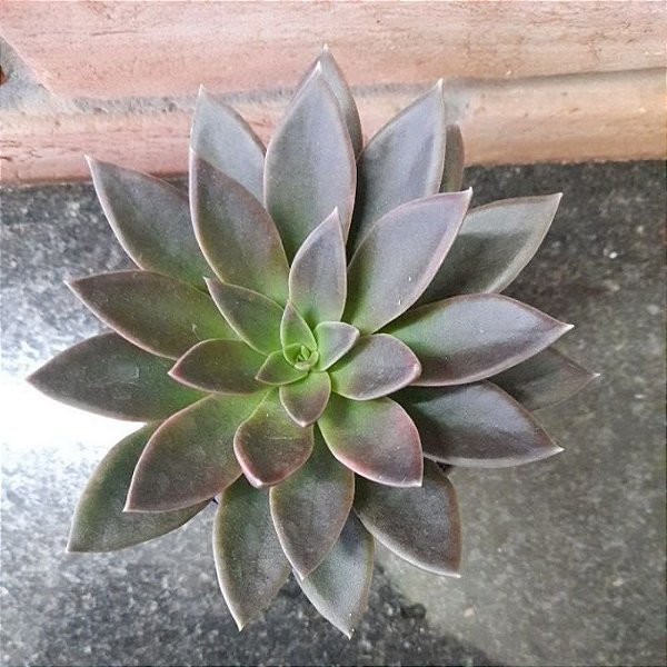 Echeveria Serrana pote 11