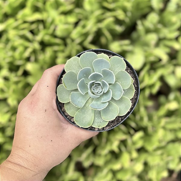 Echeveria Glauca Pote 9