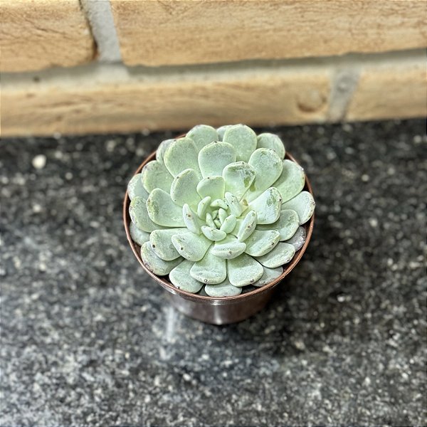Echeveria Baena Pote 9