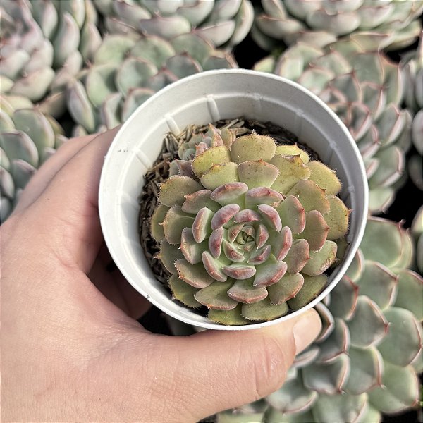 Echeveria Dark Rubra X Blue Bird Pote 9