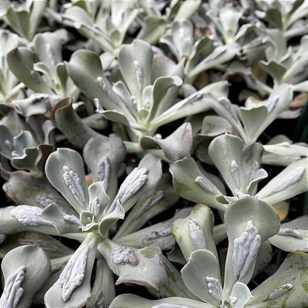 Echeveria Carunculata (caranculata) Pote 11