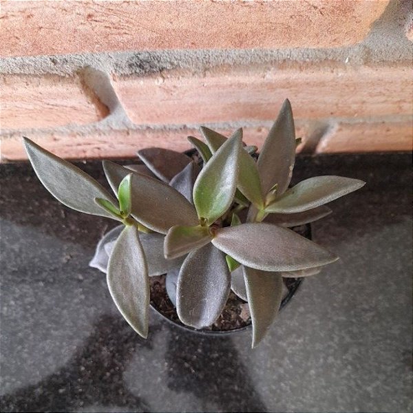 Lenophyllum Latum Pote 11