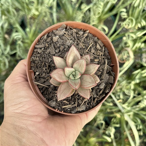 Graptoveria Araluen Gem Pote 9