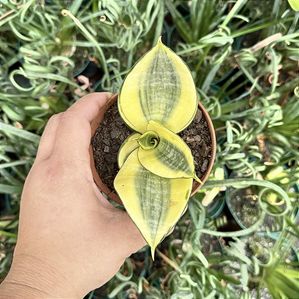 Sansevieria Golden Hahnii Pote 11