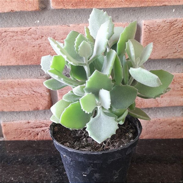 Kalanchoe Millotii pote 11