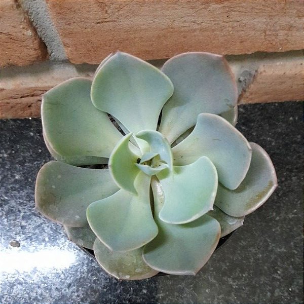 Echeveria Dusty Rose Pote 11