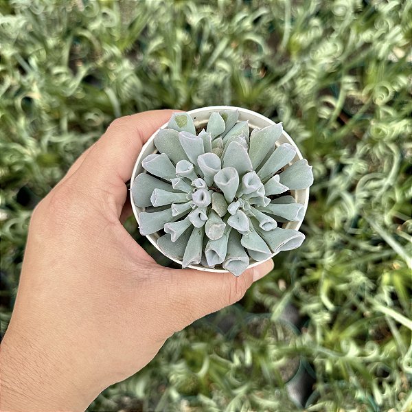 Echeveria Pig Nose Pote 9