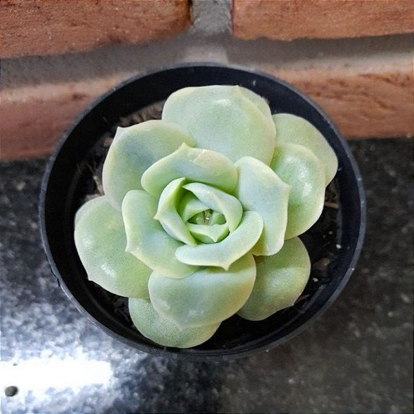 Echeveria Lovely Rose Pote 9