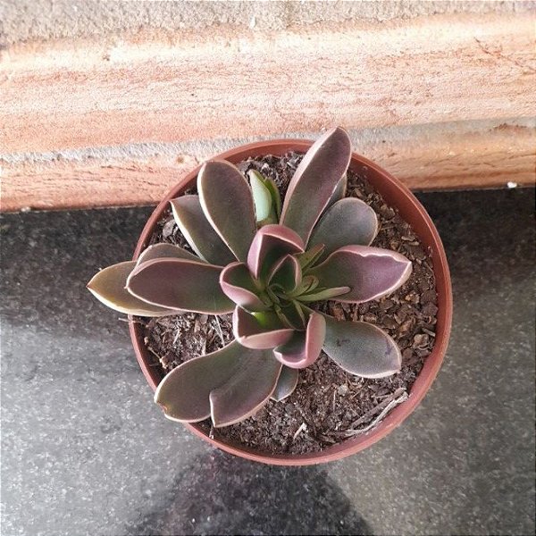 Echeveria Racemosa Pote 11