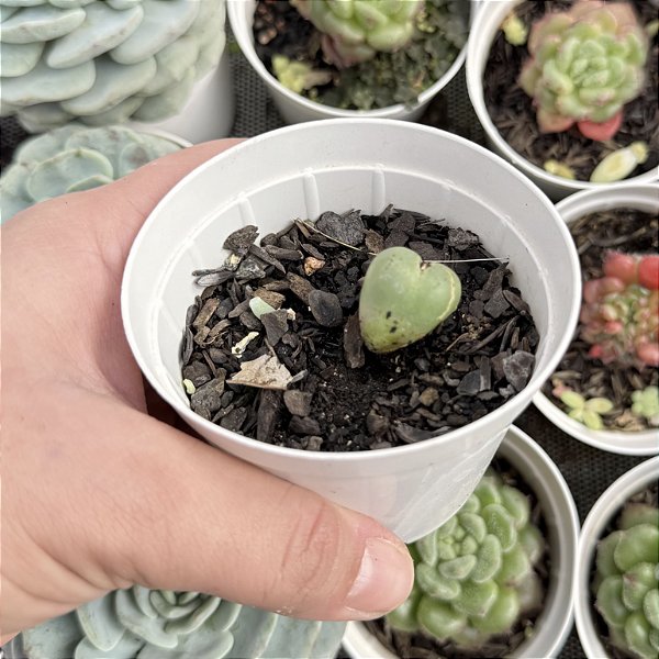 Conophytum Pote 6