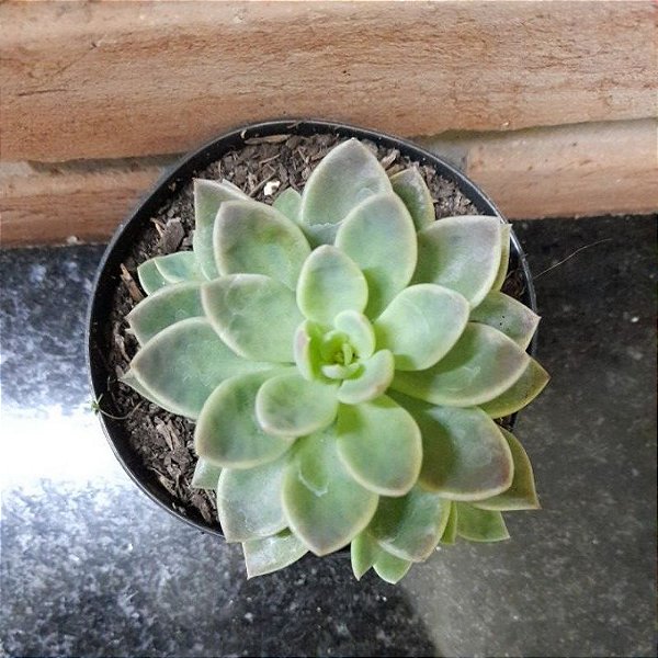 Sinocrassula Indica Pote 11