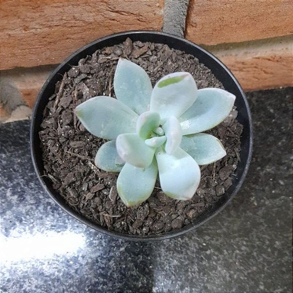 Pachyveria Power Puff pote 9