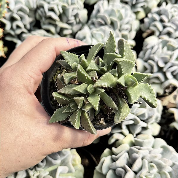 Faucaria Tigrina Pote 9