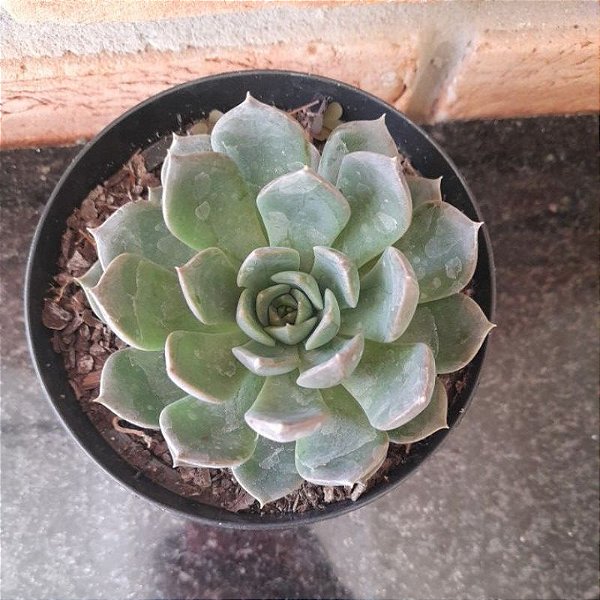 Echeveria Green Rose Pote 11