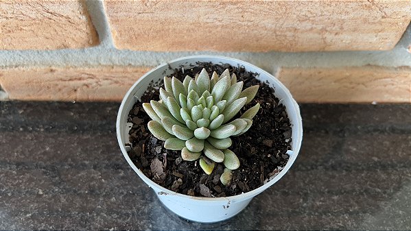 Sinocrassula Densirosulata Pote 11