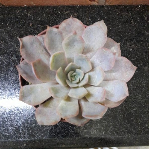 Echeveria Orion Pote 11