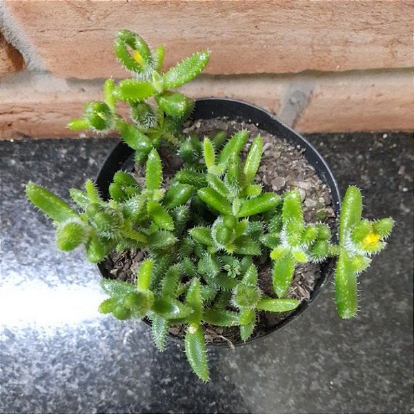 Delosperma Echinatum Pote 11