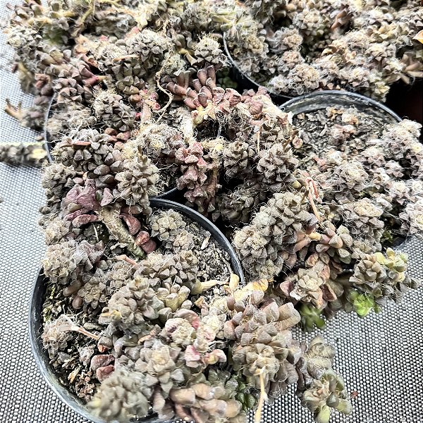 Anacampseros Baeseckei Pote 11
