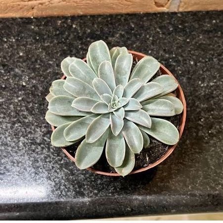 Echeveria Fantastic Fountain Pote 11