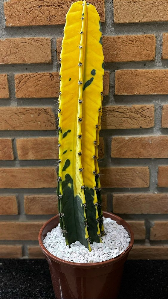 Cacto Brasileirinho 50 Cm Pote 20