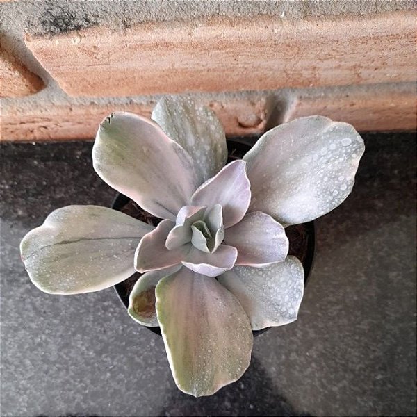 Echeveria Decora Variegata Pote 11