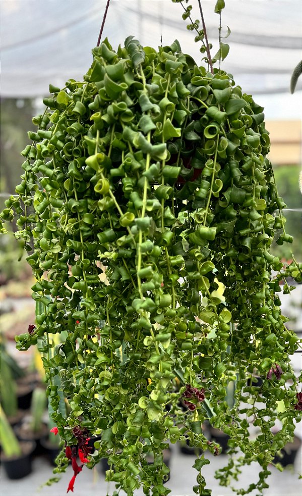 Aeschynanthus Rasta Cuia 21