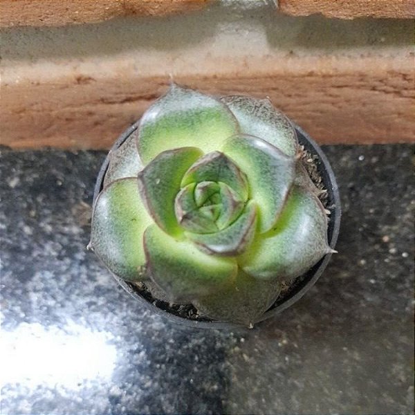 Echeveria Dionísio (dionysos) Pote 6