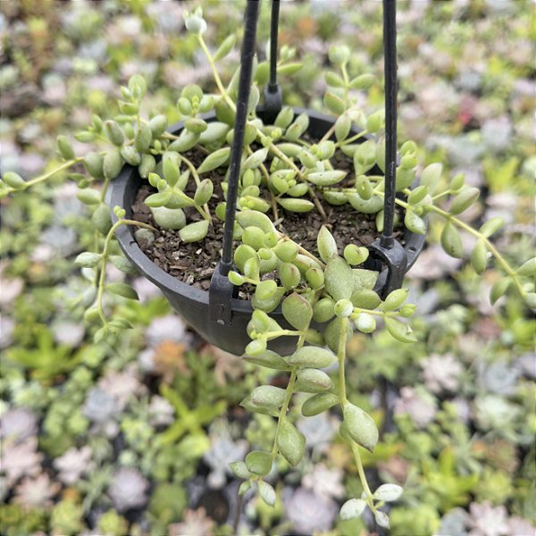 Cotyledon Pendens cuia 13