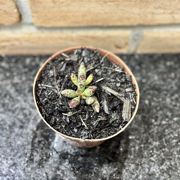 Adromischus Filicaulis Pote 9